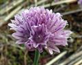 Allium schoenoprasum